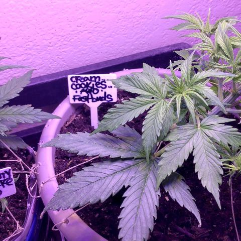 Cream cookies autoflower by fastbuds  growlog photo: This cream cookies is beautiful and starting to show signs of pre flower is growing stigmas at nodes 