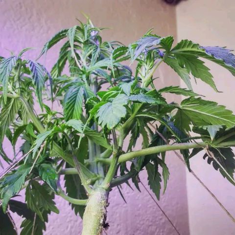 Cream cookies autoflower by fastbuds  growlog photo: Low stress training continues and is coming together nicely 