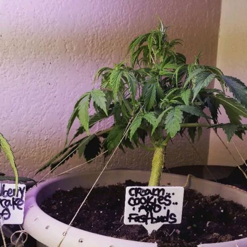 Cream cookies autoflower by fastbuds  growlog photo: Low stress training continues and is coming together nicely 