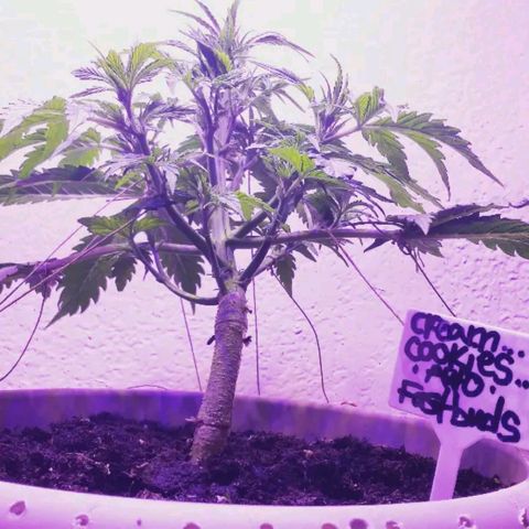 Cream cookies autoflower by fastbuds  growlog photo: Low stress training continues and is coming together nicely 