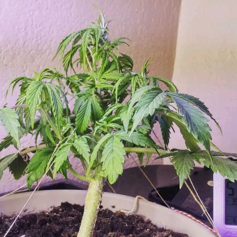Cream cookies autoflower by fastbuds  growlog photo: Low stress training continues and is coming together nicely 