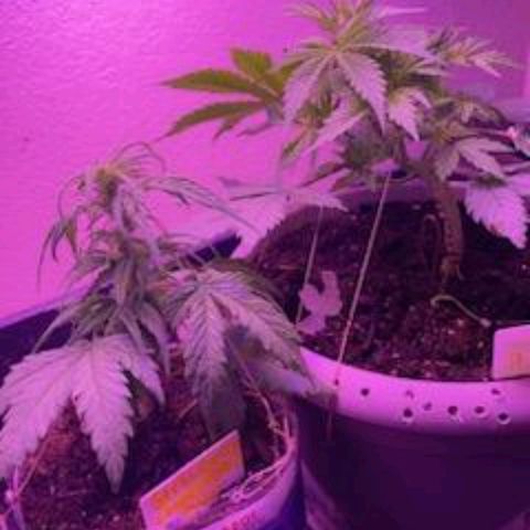 Cream cookies autoflower by fastbuds  growlog photo: Low stress training continues and is coming together nicely 