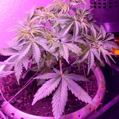 Cream cookies autoflower by fastbuds  growlog timeline photo
