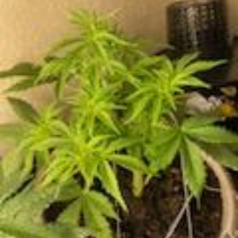 Cream cookies autoflower by fastbuds  growlog timeline photo