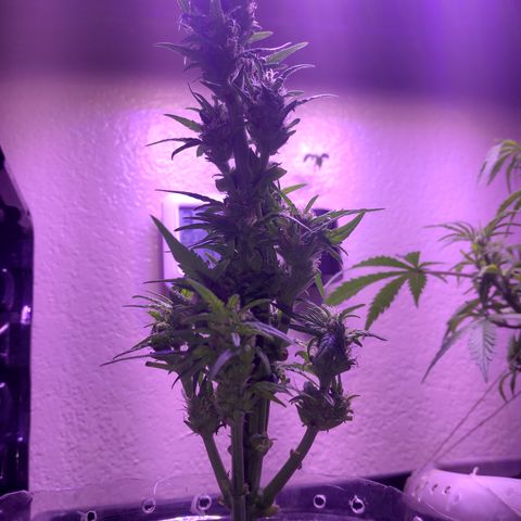 Cream cookies autoflower by fastbuds  growlog photo: Going beautiful