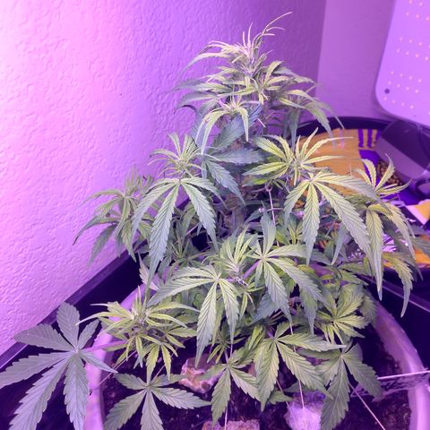 Cream cookies autoflower by fastbuds  growlog timeline photo