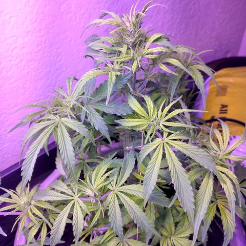 Cream cookies autoflower by fastbuds  growlog timeline photo