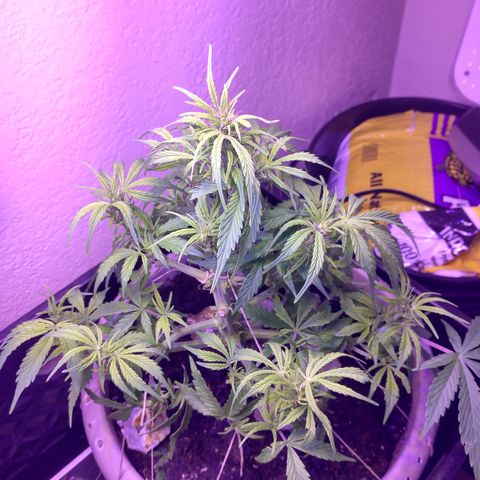 Cream cookies autoflower by fastbuds  growlog timeline photo