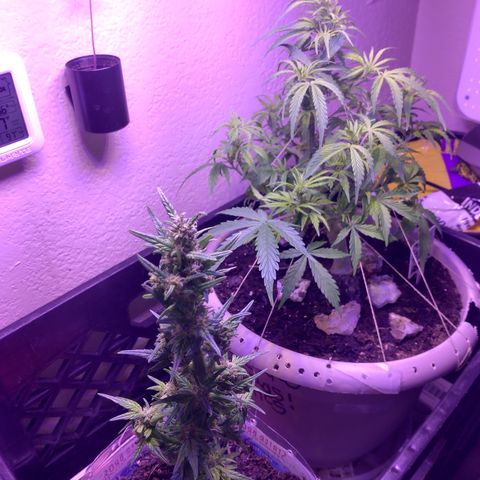 Cream cookies autoflower by fastbuds  growlog timeline photo