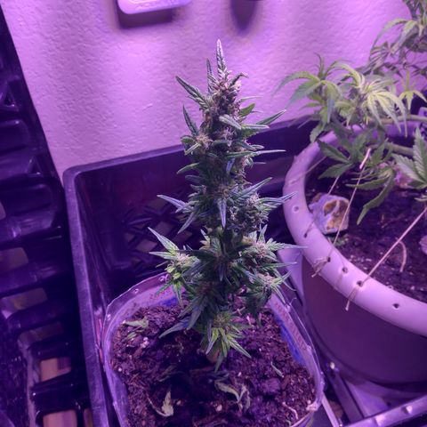 Cream cookies autoflower by fastbuds  growlog photo: Going beautiful