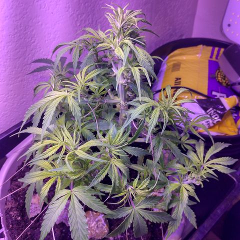 Cream cookies autoflower by fastbuds  growlog timeline photo