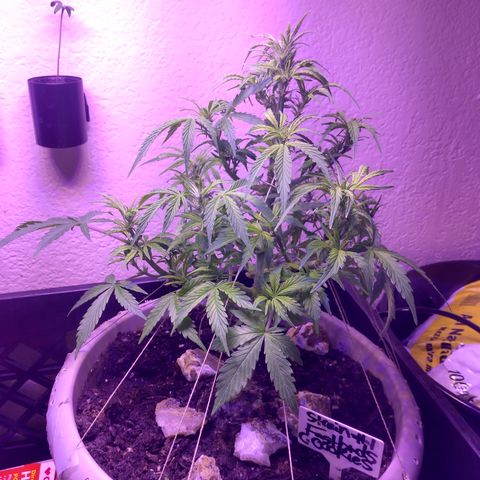 Cream cookies autoflower by fastbuds  growlog timeline photo