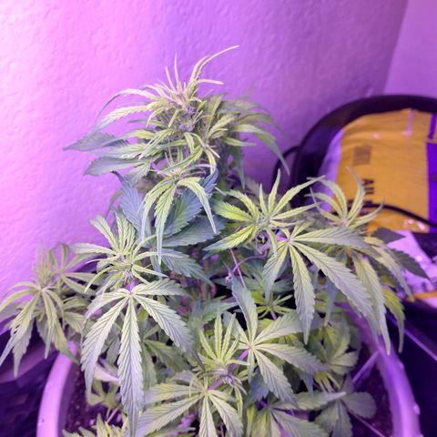 Cream cookies autoflower by fastbuds  growlog timeline photo