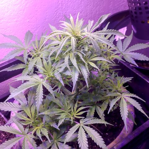 Cream cookies autoflower by fastbuds  growlog timeline photo