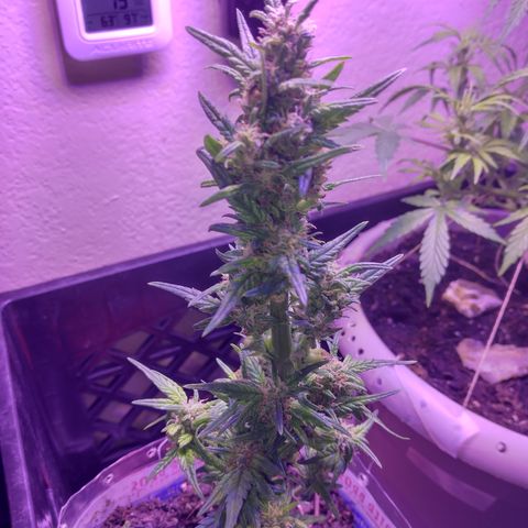 Cream cookies autoflower by fastbuds  growlog photo: Going beautiful