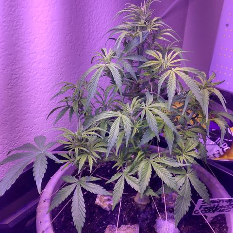 Cream cookies autoflower by fastbuds  growlog timeline photo
