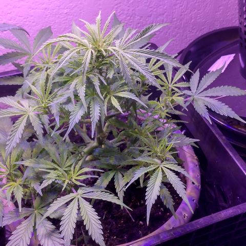 Cream cookies autoflower by fastbuds  growlog timeline photo