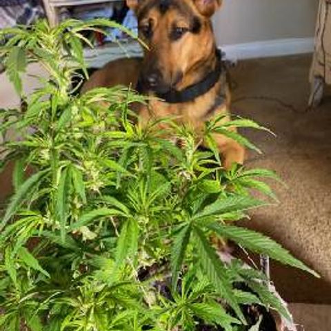 Cream cookies autoflower by fastbuds  growlog timeline photo