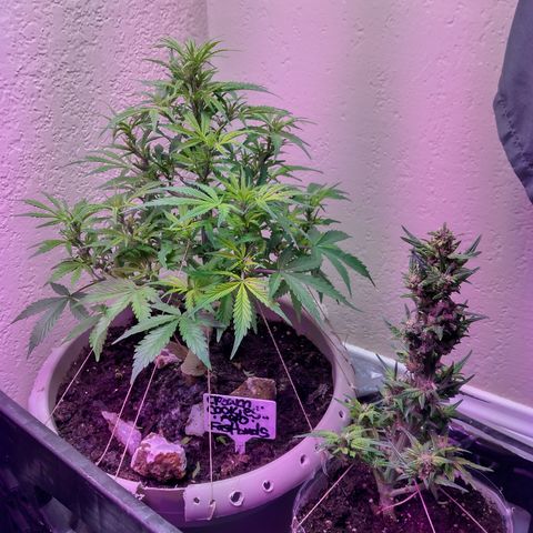 Cream cookies autoflower by fastbuds  growlog timeline photo