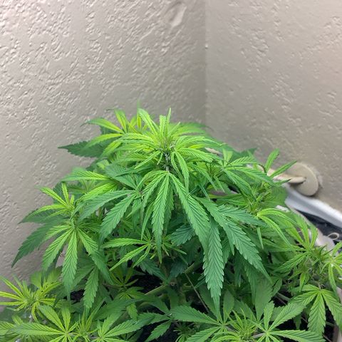 Cream cookies autoflower by fastbuds  growlog timeline photo
