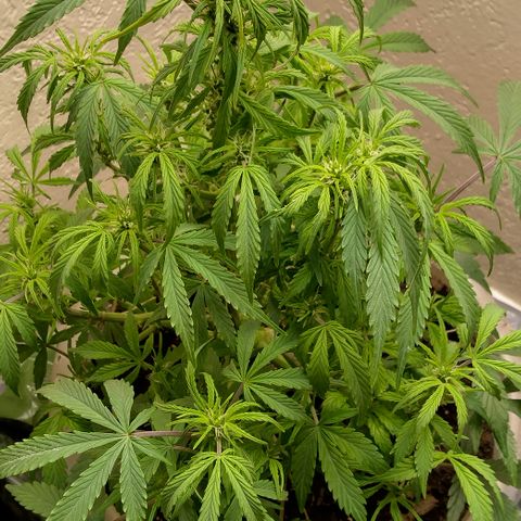 Cream cookies autoflower by fastbuds  growlog timeline photo