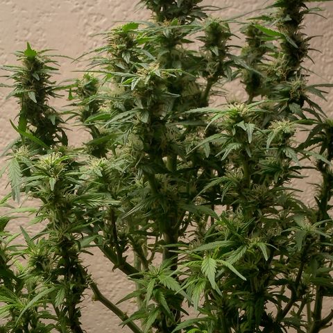 Cream cookies autoflower by fastbuds  growlog photo: Beautiful plant 