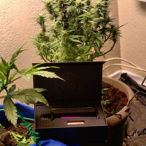 Cream cookies autoflower by fastbuds  growlog photo: Beautiful plant 