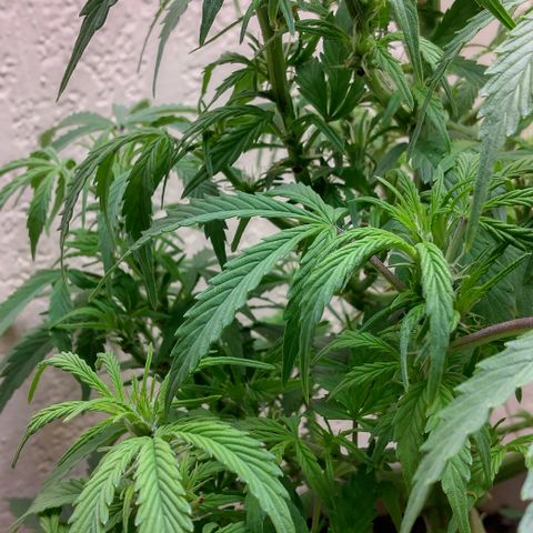 Cream cookies autoflower by fastbuds  growlog timeline photo