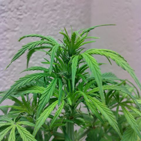 Cream cookies autoflower by fastbuds  growlog timeline photo