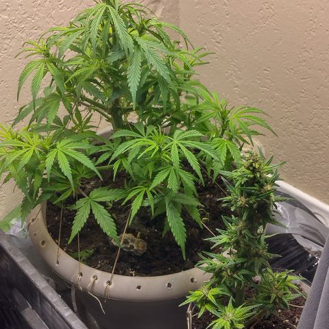 Cream cookies autoflower by fastbuds  growlog timeline photo
