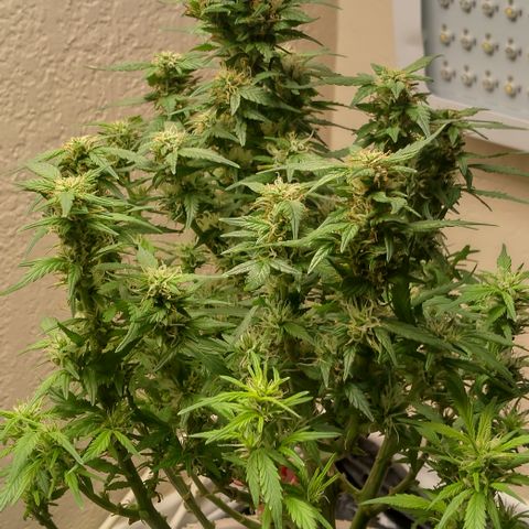 Cream cookies autoflower by fastbuds  growlog photo: Beautiful plant 