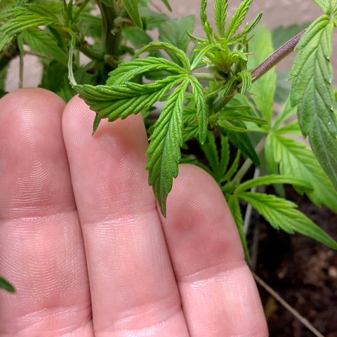 Cream cookies autoflower by fastbuds  growlog timeline photo