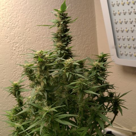Cream cookies autoflower by fastbuds  growlog photo: Beautiful plant 