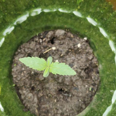 Quick One #1 growlog timeline photo