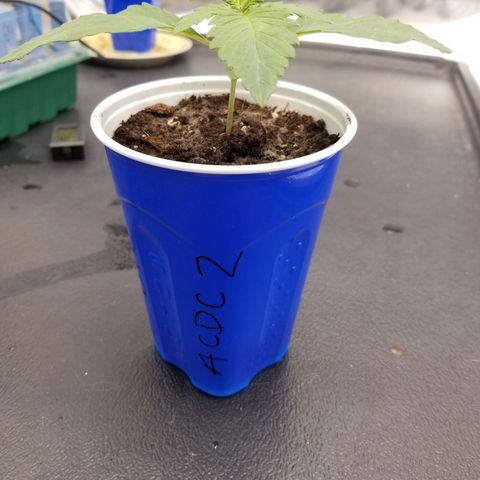 CBD ACDC 2 growlog photo: Looking good, top in a few days