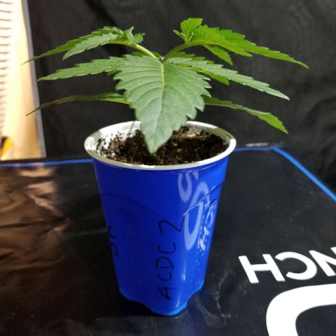 CBD ACDC 2 growlog timeline photo