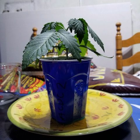 CBD ACDC 2 growlog timeline photo