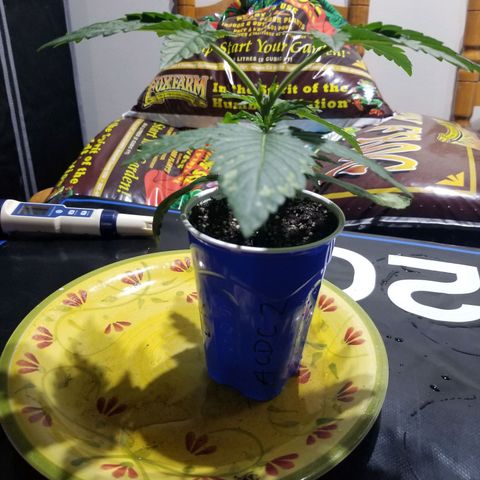 CBD ACDC 2 growlog timeline photo