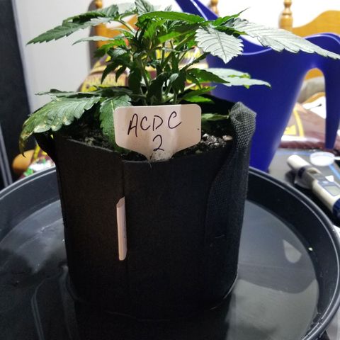 CBD ACDC 2 growlog timeline photo