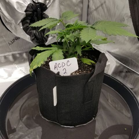 CBD ACDC 2 growlog timeline photo
