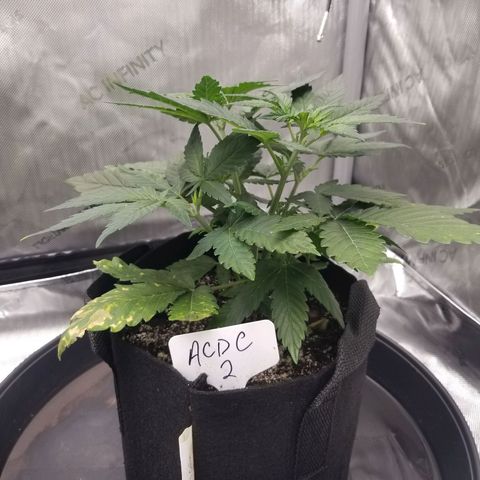 CBD ACDC 2 growlog timeline photo
