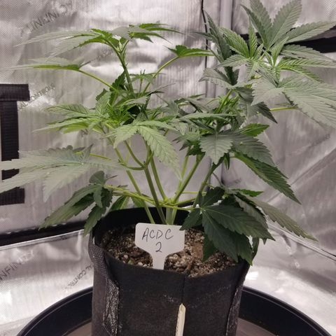 CBD ACDC 2 growlog timeline photo