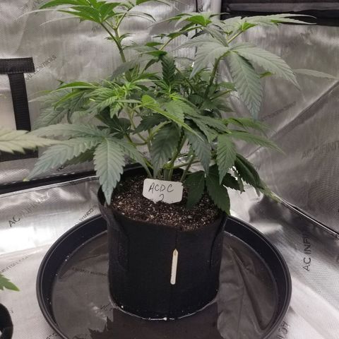 CBD ACDC 2 growlog timeline photo