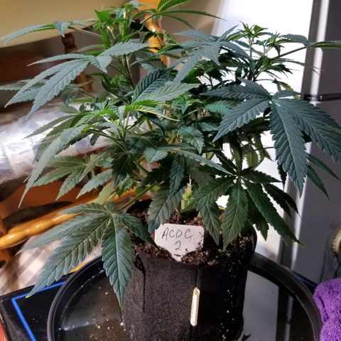 CBD ACDC 2 growlog timeline photo