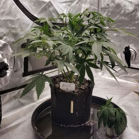 CBD ACDC 2 growlog timeline photo