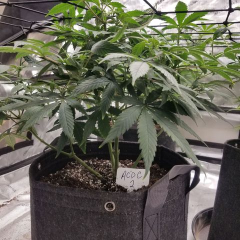 CBD ACDC 2 growlog timeline photo