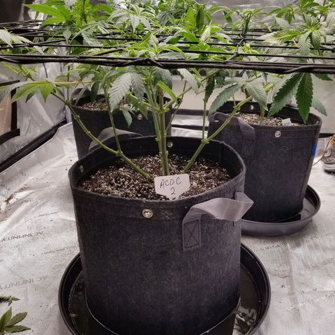 CBD ACDC 2 growlog timeline photo