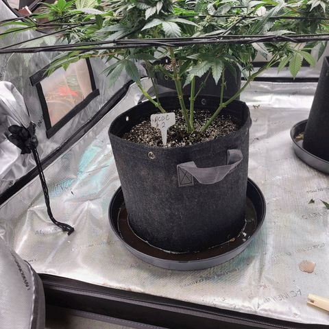 CBD ACDC 2 growlog timeline photo