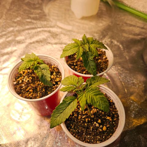 Chick Magnet x3 growlog timeline photo