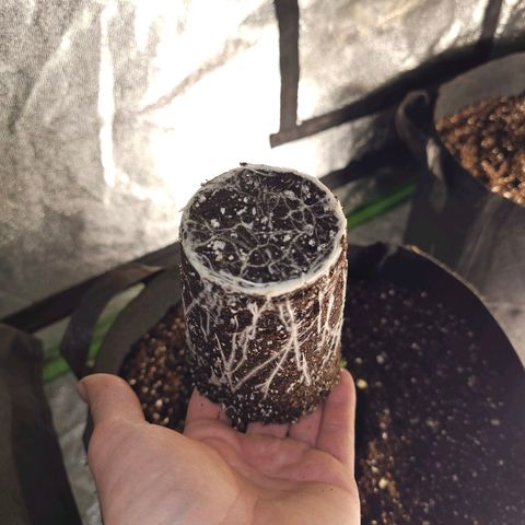 Chick Magnet x3 growlog timeline photo